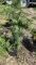 Green giant