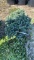 BLUE STAR JUNIPER