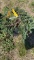 Blue juniper