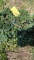 Blue juniper