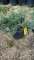 GREY OWL JUNIPER