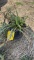 VARIAGATED LIRIOPE