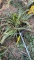 VARIAGATED LIRIOPE