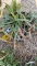 VARIAGATED LIRIOPE