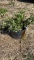 EMERALD GAITY EUONYMUS