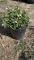 EMERALD GAITY EUONYMUS