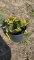 EMERALD GOLD EUONYMUS