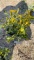 EMERALD GOLD EUONYMUS