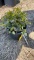 EMERALD GOLD EUONYMUS