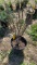 Dwarf burning bush