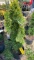 Emerald green arborvitae