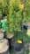 Emerald green arborvitae