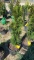 Emerald green arborvitae