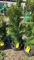 Emerald green arborvitae
