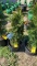 Emerald green arborvitae