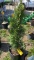 Emerald green arborvitae
