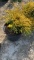 KINGS GOLD CYPRESS