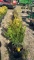 Green giant arborvitae