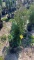 Green giant arborvitae