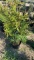 Green giant arborvitae