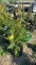 Green giant arborvitae