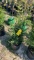 Green giant arborvitae
