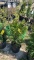 Green giant arborvitae