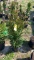 Green giant arborvitae