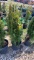 Emerald green arborvitae