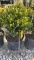 Korean boxwood