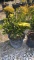 Korean boxwood
