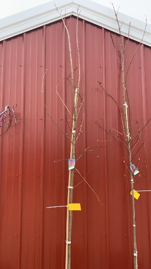 Autumn blaze maple