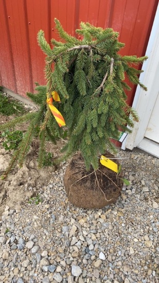 Weeping Norway spruce
