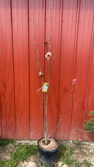 Saucer magnolia