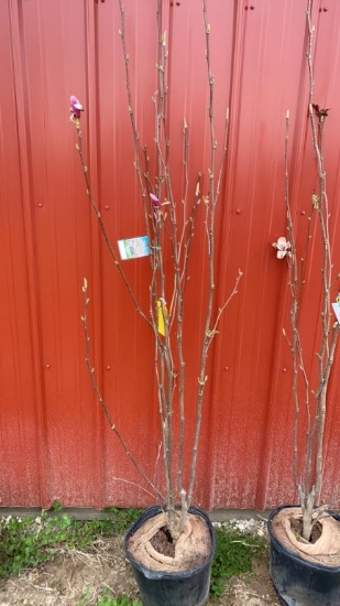 Saucer magnolia