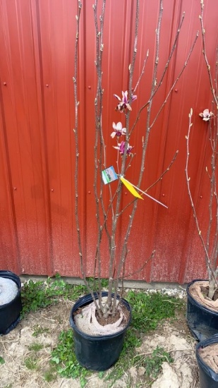 Saucer magnolia
