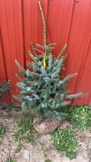 Weeping serbian spruce