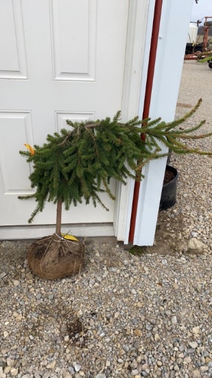Weeping Norway spruce