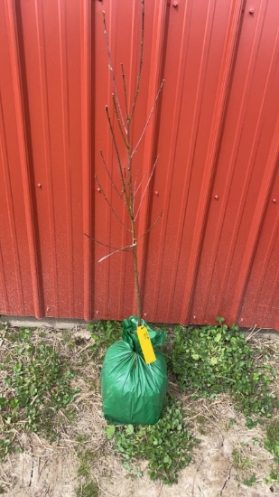Red haven peach