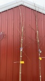 Autumn blaze maple