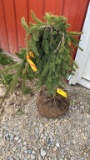 Weeping Norway spruce