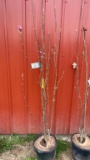 Saucer magnolia