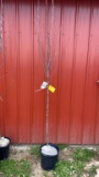Eastern redbud