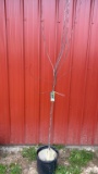Forest pansy redbud