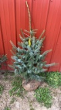 Weeping serbian spruce