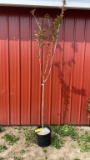 Kawanzan cherry