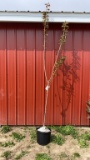 Kawanzan cherry