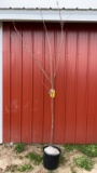 Red maple