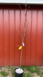 Red maple