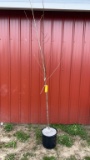 Red maple